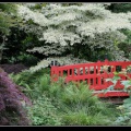 0274-Jardin japonais