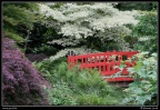 0274-Jardin japonais