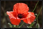 016a-Coquelicot