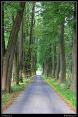 0313-Allee