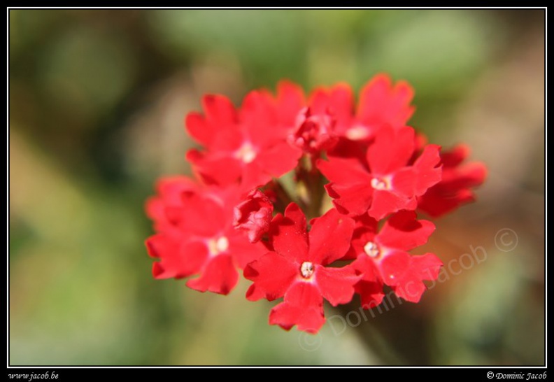 0316-Fleurs rouges.jpg