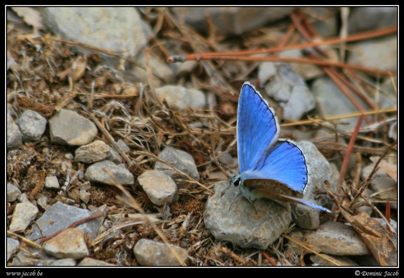 0409-Papillon bleu.jpg