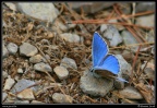 0409-Papillon bleu