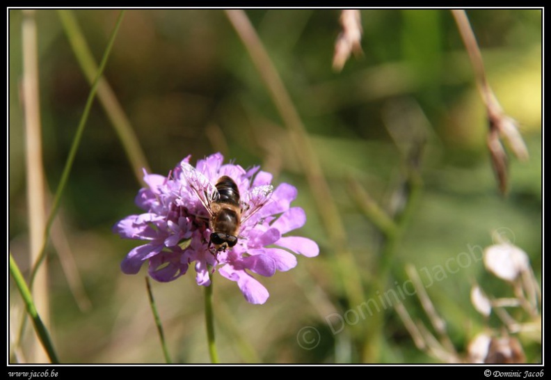 0435-Fleur abeille.jpg