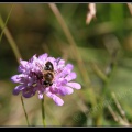 0435-Fleur abeille
