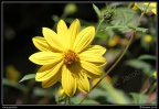 0436-Fleur jaune