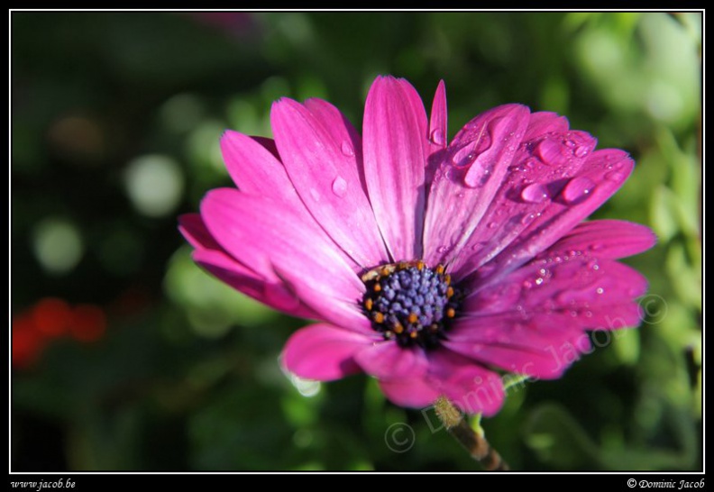 0482-Fleur mauve.jpg