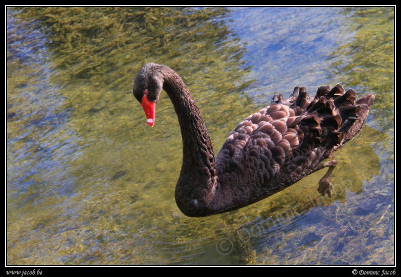 b006-Jardins Annevoie.jpg