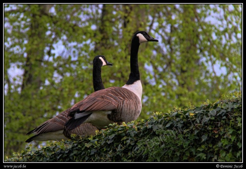 b086-Jardins Annevoie.jpg