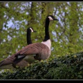 036-Jardins Annevoie