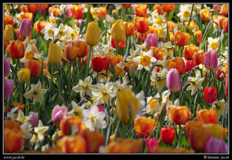 001-Floralia-Bruxelles2015.jpg