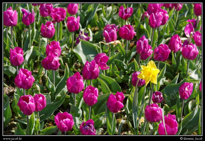 006-Floralia-Bruxelles2015.jpg