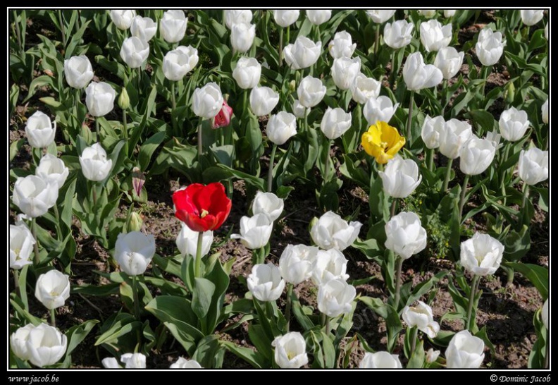 017-Floralia-Bruxelles2015.jpg