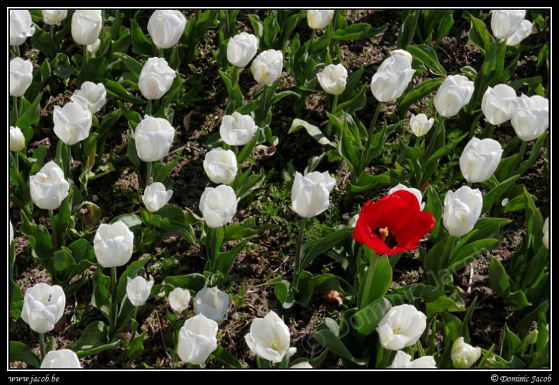 009-Floralia-Bruxelles