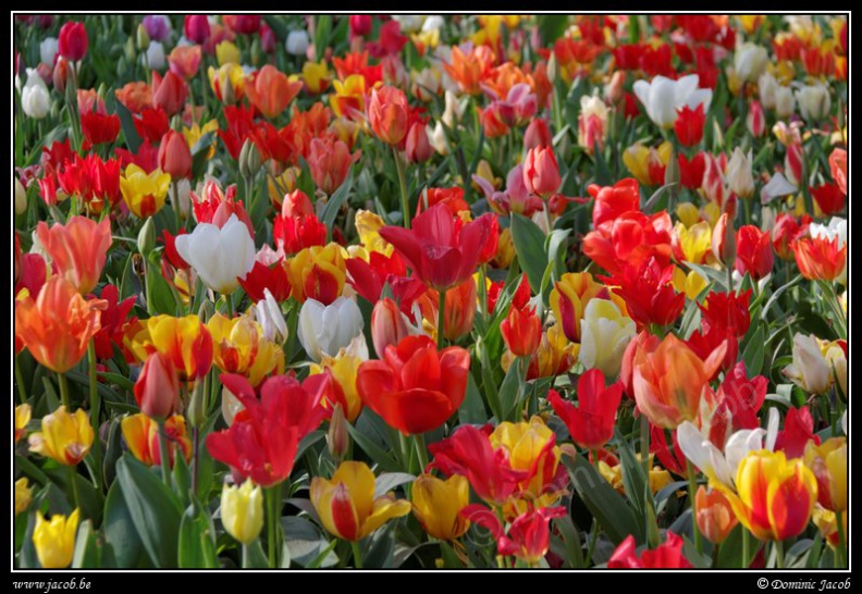 046-Floralia-Bruxelles2015.jpg