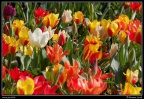 029-Floralia-Bruxelles