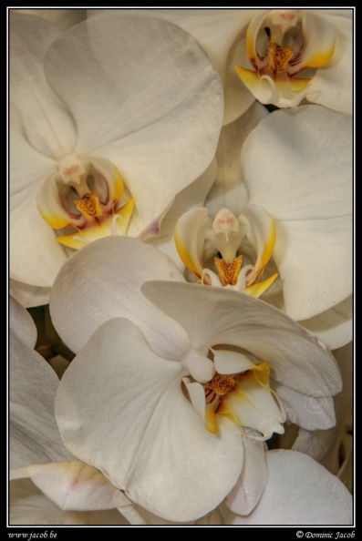 0615-Orchidees.jpg