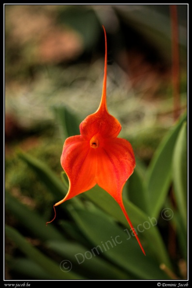 0617-Orchidee.jpg