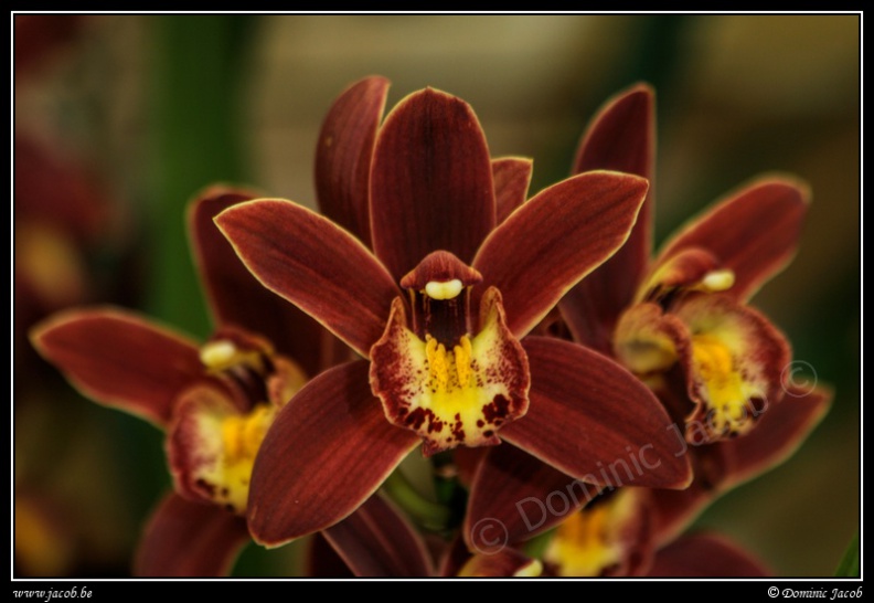 0616-Orchidees.jpg