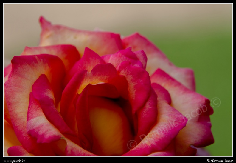 0618-Rose.jpg