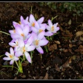 0624-Fleurs blanches