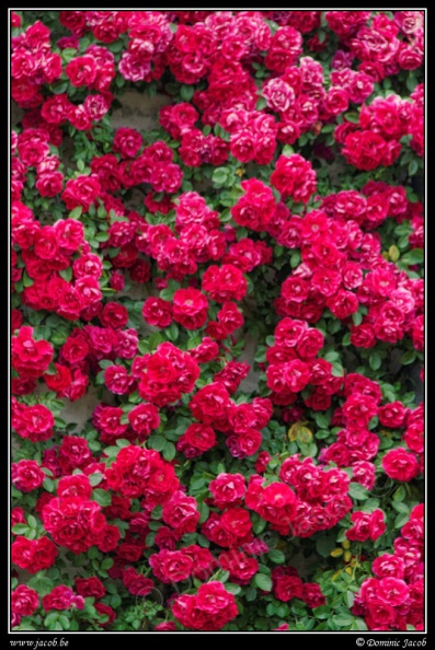 0653-Roses.jpg