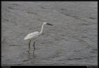 0716-Aigrette