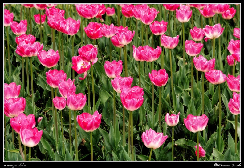 139a-Tulipes