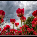 140a-Tulipes