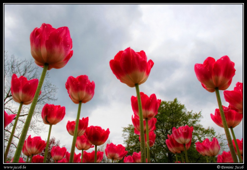 141a-Tulipes.jpg