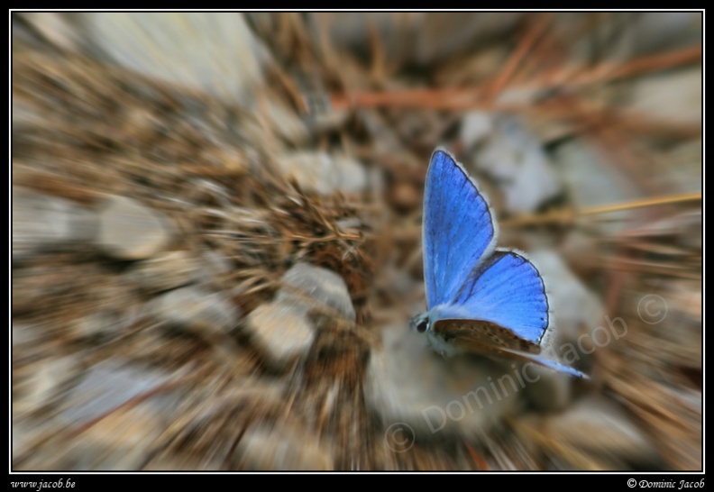 018n-Papillon bleu.jpg