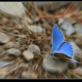 018n-Papillon bleu