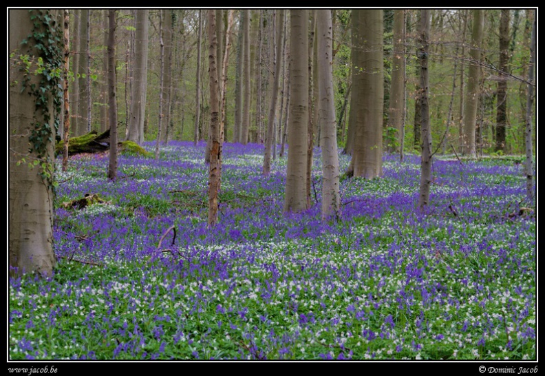 003-Hallerbos2016.jpg