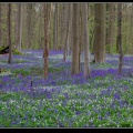 003-Hallerbos2016.jpg