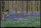 Hallerbos