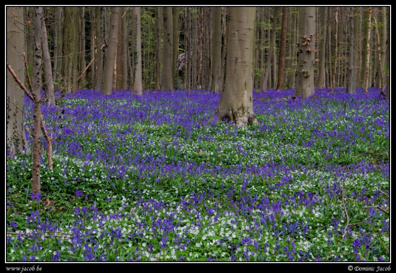 002-Hallerbos