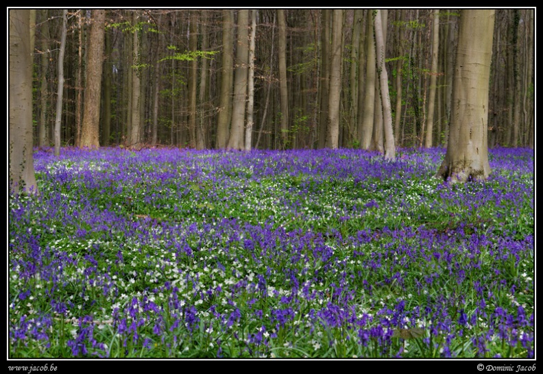 010-Hallerbos2016.jpg