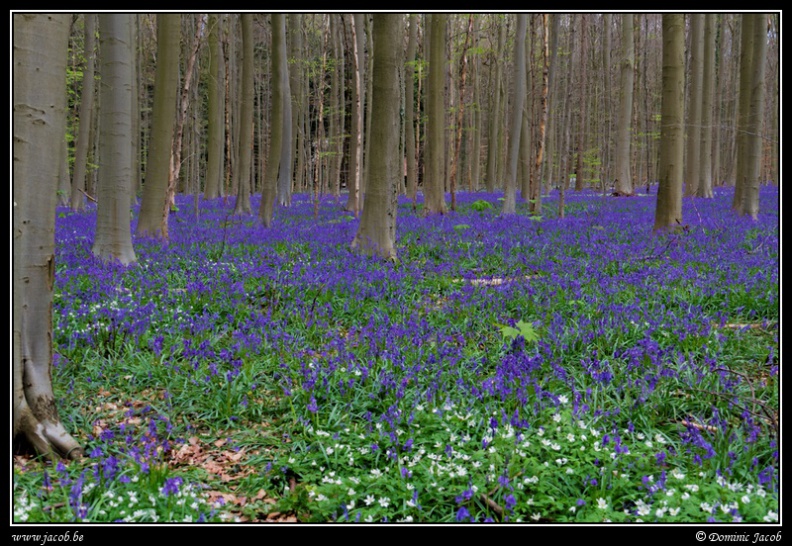 015-Hallerbos2016.jpg