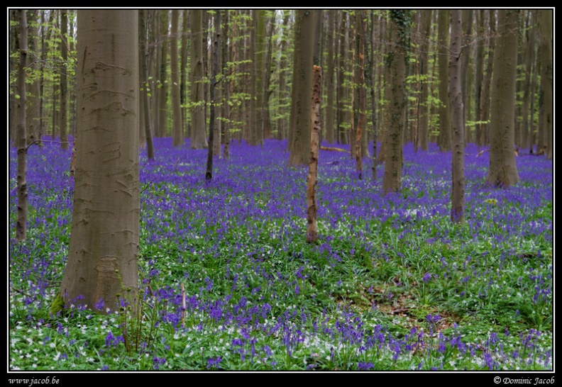 006-Hallerbos