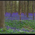 034-Hallerbos2016.jpg