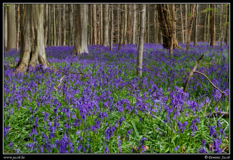 018-Hallerbos2016.jpg