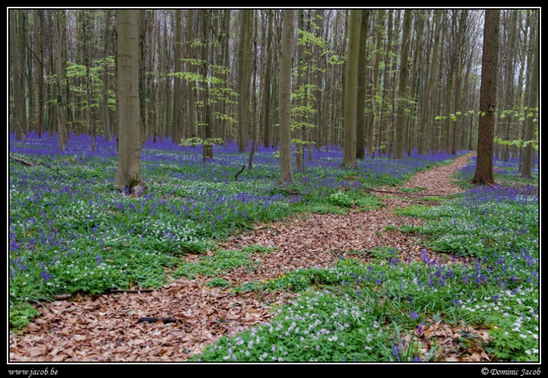 007-Hallerbos