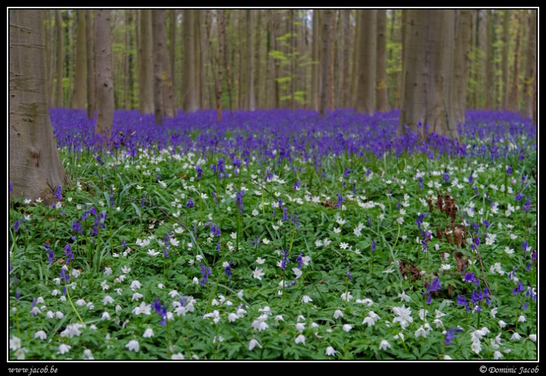 036-Hallerbos2016.jpg