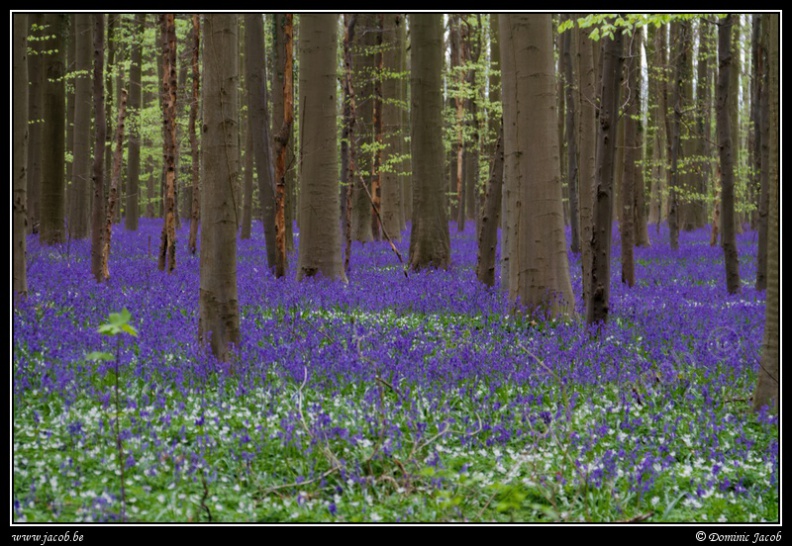 010-Hallerbos