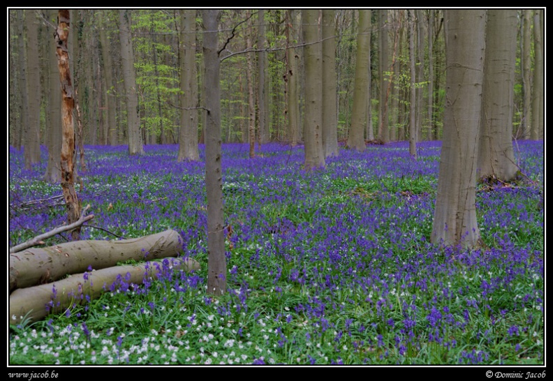 009-Hallerbos