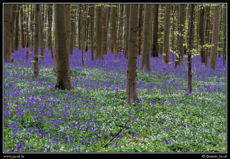 011-Hallerbos