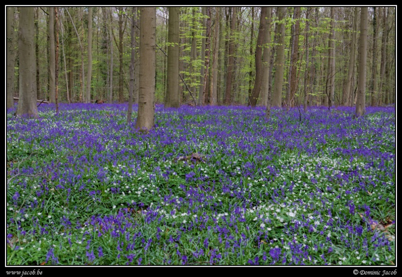 012-Hallerbos