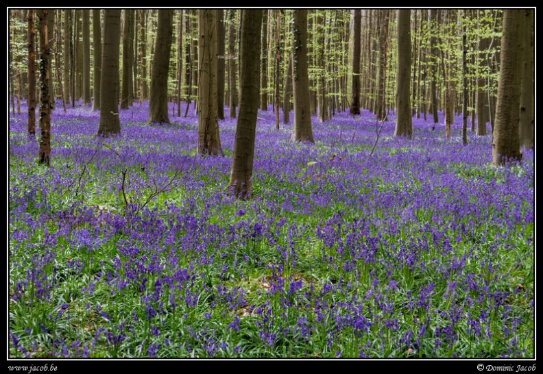 013-Hallerbos