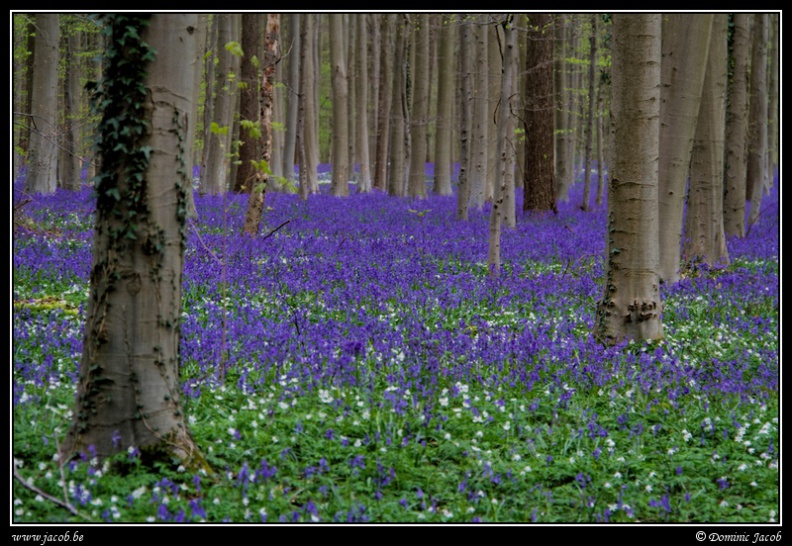 015-Hallerbos