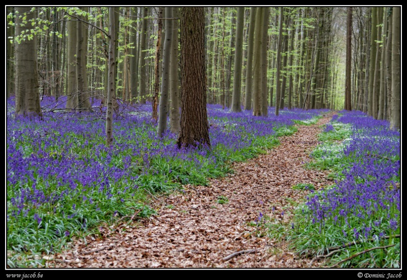 055-Hallerbos2016.jpg